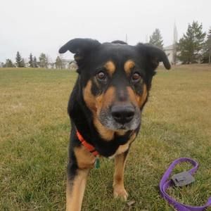 Meet your Posher, Alice